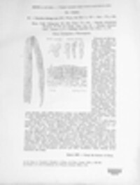 Puccinia recondita image